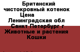 Британский чистокровный котенок › Цена ­ 12 000 - Ленинградская обл., Санкт-Петербург г. Животные и растения » Кошки   